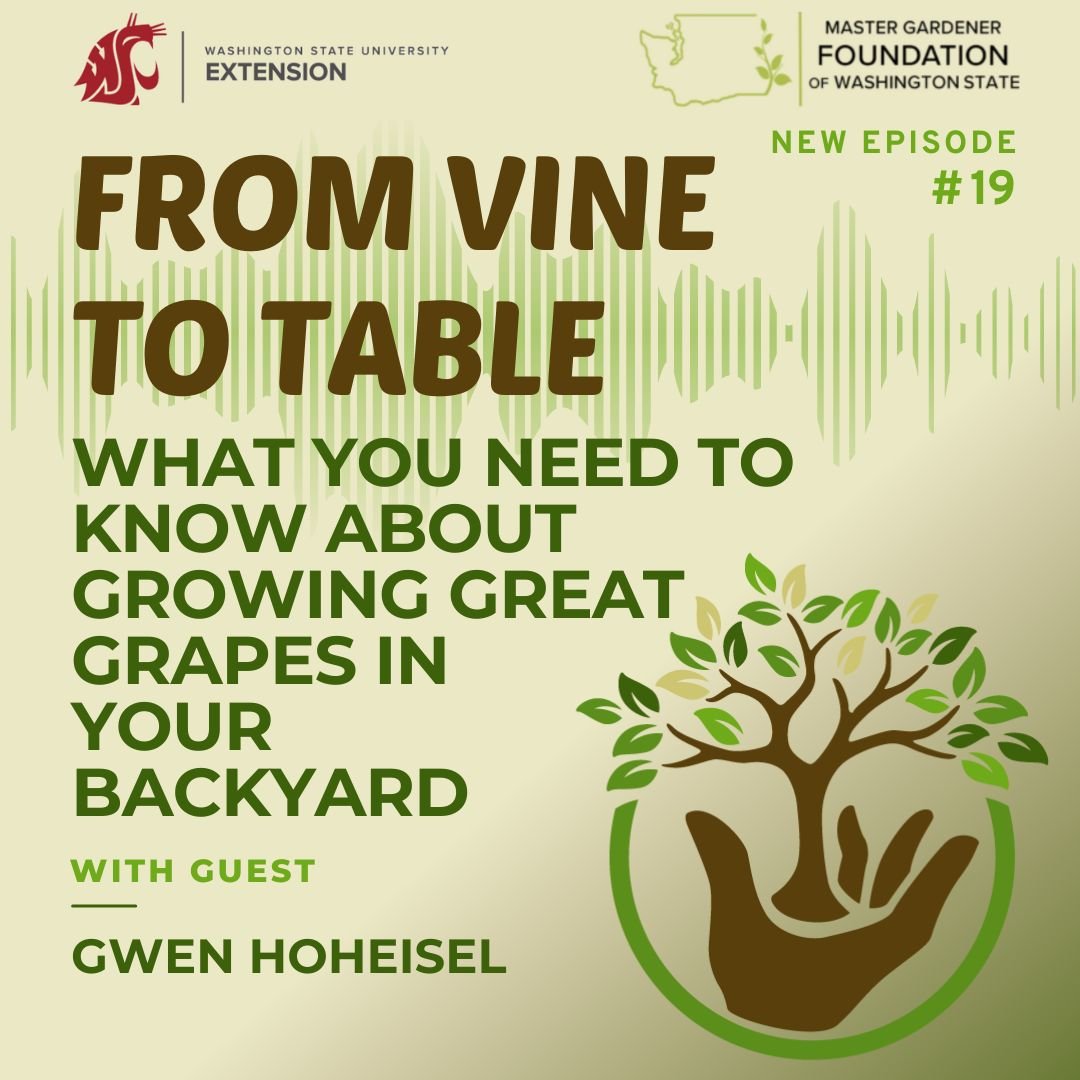 From Vine to Table: What You Need to Know About Growing Great Grapes in Your Back Yard - Episode 19