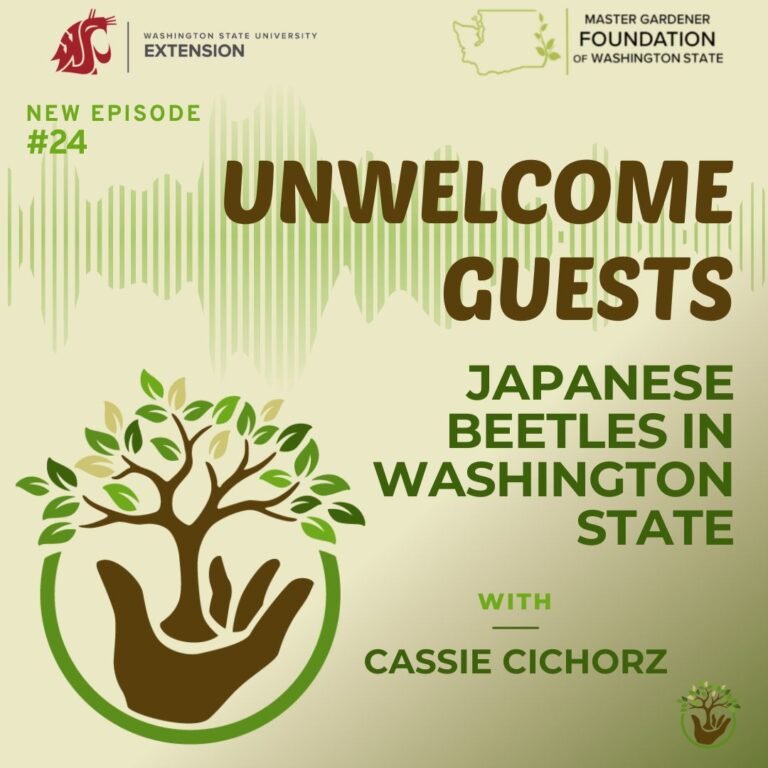 episode 24 Japanese Beetles in Washington State