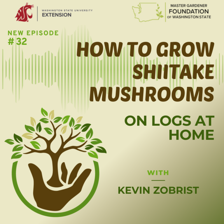 How to Grow Shiitake Mushrooms on Logs At Home episode 32