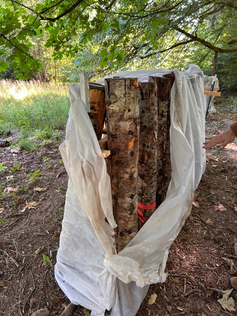 A-frame of alder logs innoculated with shiitake spawn and waiting to fruit