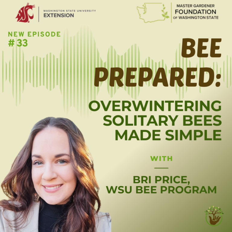 Overwintering Solitary bees made simple - episode 33