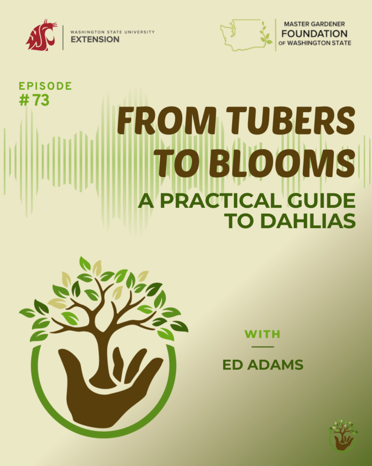 Growing Dahlias